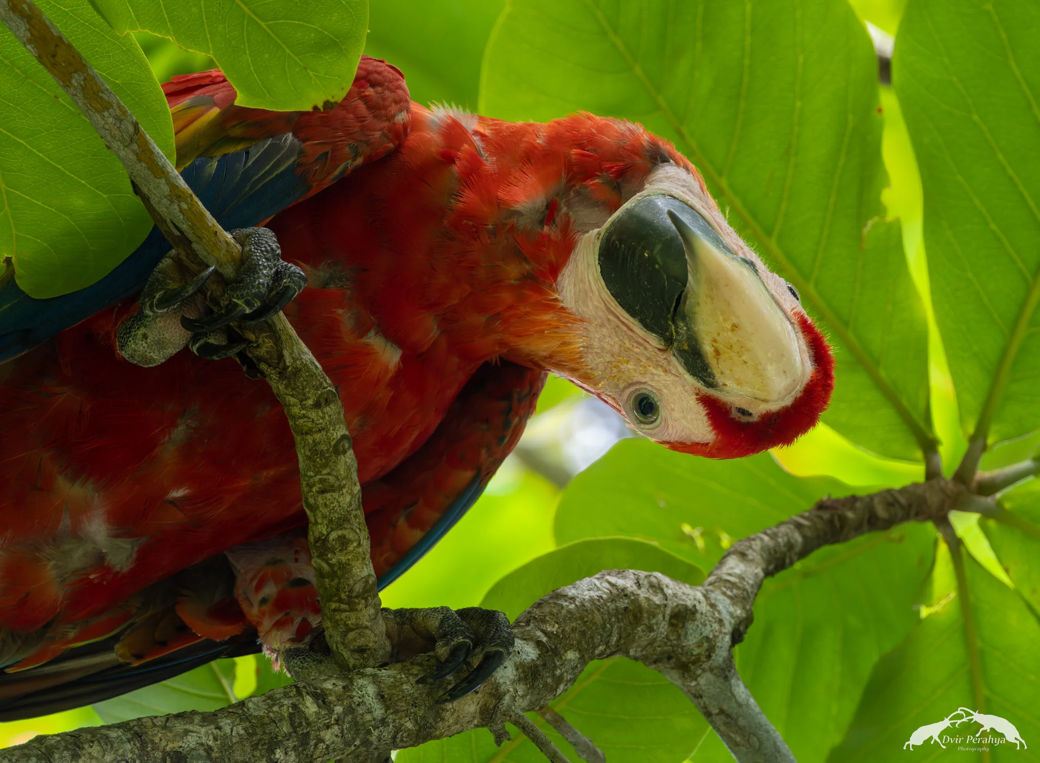 Scarlet Macaw, Uvita